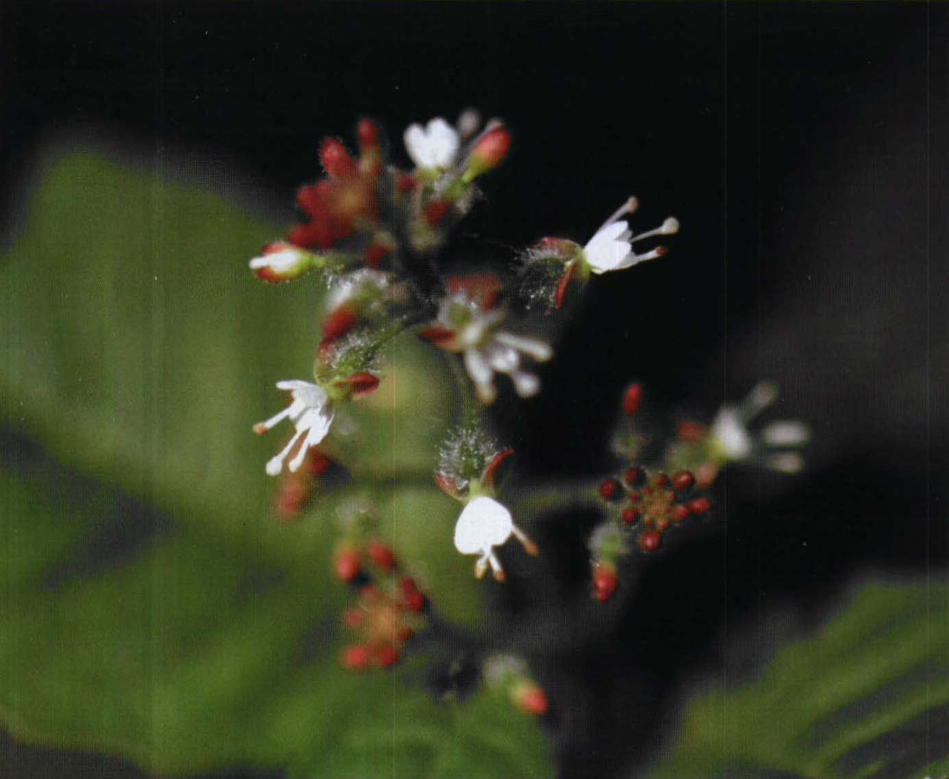 总状花序顶生或茎上部腋生,花瓣2,先端2深裂,白或粉红色,花期7～8月